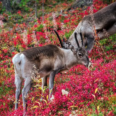 In Lapland - Postintie 3a 6202
